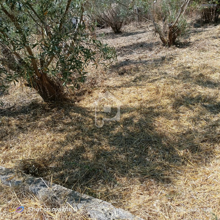 Αγροτεμάχια 1.000 τ.μ. προς πώληση, Λιβαδάκιο