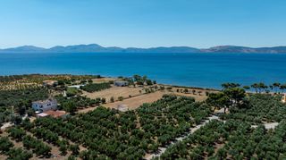 Αγροτεμάχια 6.465 τ.μ. για πώληση
