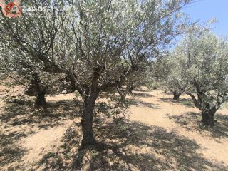 Οικόπεδο 1.041,81 τ.μ. για πώληση, Ν. Σάμου, Σάμος-thumb-12