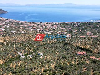 Αγροτεμάχια 11.500 τ.μ. για πώληση