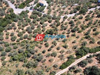 Αγροτεμάχια 5.500 τ.μ. για πώληση, Αρκαδία, Απόλλωνας-thumb-8