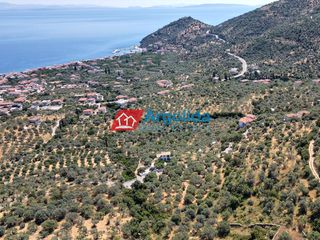 Αγροτεμάχια 5.500 τ.μ. για πώληση, Αρκαδία, Απόλλωνας-thumb-5