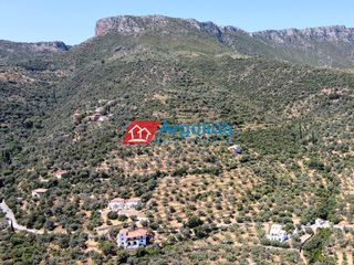 Αγροτεμάχια 6.100 τ.μ. για πώληση, Αρκαδία, Απόλλωνας-thumb-12