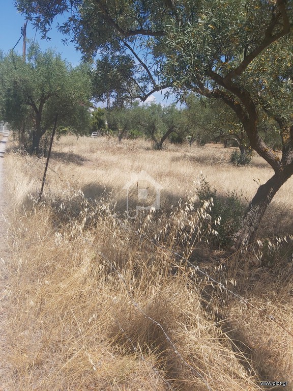 Αγροτεμάχια 1.100 τ.μ. προς πώληση, Δροσιά Ανθηδώνος