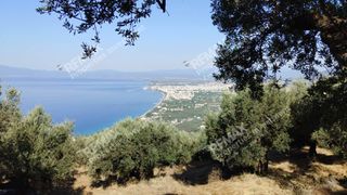 Αγροτεμάχια 3.187 τ.μ. για πώληση