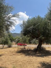Αγροτεμάχια 6.600 τ.μ. για πώληση