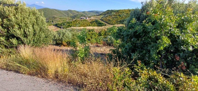 Αγροτεμάχια 4.013 τ.μ. προς πώληση, Κοτσικιά Νηλέως