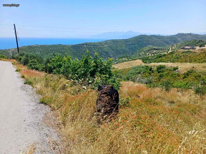Αγροτεμάχια 4.013 τ.μ. προς πώληση, Κοτσικιά Νηλέως