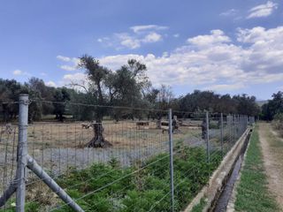 Οικόπεδο 2.000 τ.μ. για ενοικίαση, Λακωνία, Σπάρτη-thumb-4