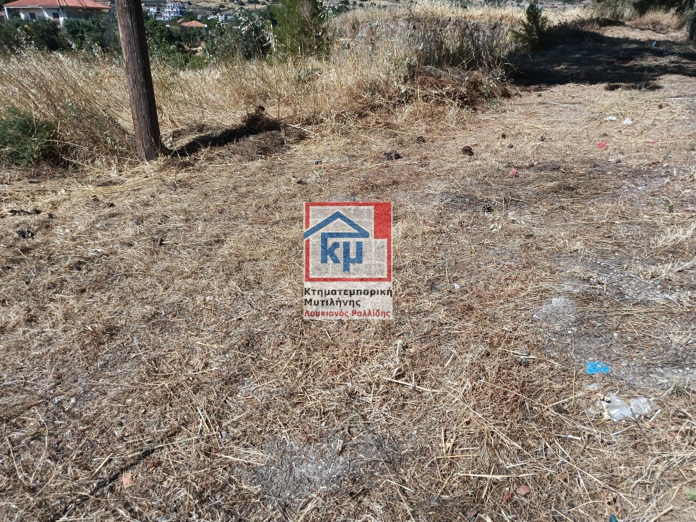Οικόπεδο 5.000 τ.μ. πρός πώληση, Ν. Λέσβου, Λέσβος - Πέτρα
