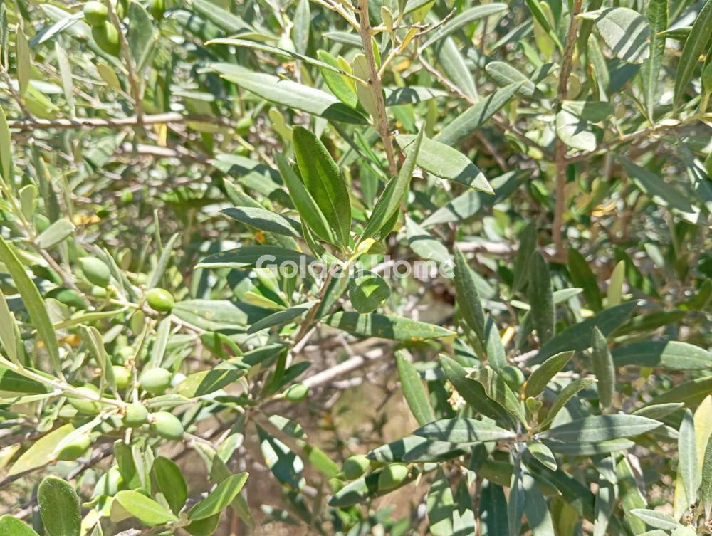 Οικόπεδο 6.000 τ.μ. προς πώληση, Γάλιπε