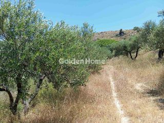 Αγροτεμάχια 3.000 τ.μ. για πώληση