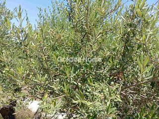 Αγροτεμάχια 3.000 τ.μ. πρός πώληση, Ν. Ηρακλείου, Επισκοπή-thumb-1