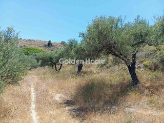 Αγροτεμάχια 4.000 τ.μ. για πώληση