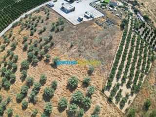 Αγροτεμάχια 11.033,40 τ.μ. για πώληση, Αργολίδα, Άργος-thumb-9