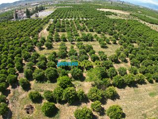 Αγροτεμάχια 10.335 τ.μ. για πώληση, Αργολίδα, Μιδέα-thumb-9