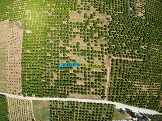Αγροτεμάχια 10.335 τ.μ. για πώληση, Αργολίδα, Μιδέα-thumb-13