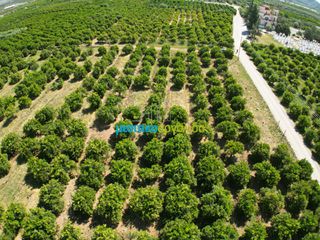 Αγροτεμάχια 10.335 τ.μ. για πώληση, Αργολίδα, Μιδέα-thumb-5