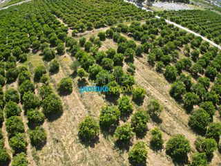 Αγροτεμάχια 10.335 τ.μ. για πώληση, Αργολίδα, Μιδέα-thumb-7