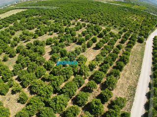 Αγροτεμάχια 10.335 τ.μ. για πώληση, Αργολίδα, Μιδέα-thumb-4