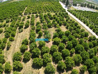 Αγροτεμάχια 10.335 τ.μ. για πώληση, Αργολίδα, Μιδέα-thumb-6