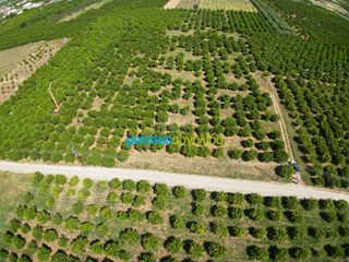 Αγροτεμάχια 10.335 τ.μ. για πώληση, Αργολίδα, Μιδέα-thumb-14