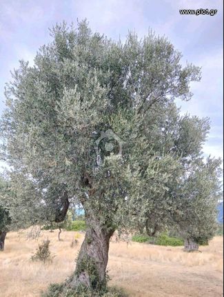 Αγροτεμάχια 2.250 τ.μ. για πώληση, Εύβοια, Δίρφυς