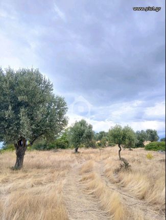 Αγροτεμάχια 20.000 τ.μ. για πώληση, Εύβοια, Δίρφυς