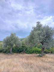 Αγροτεμάχια 20.000 τ.μ. για πώληση, Εύβοια, Δίρφυς-thumb-2