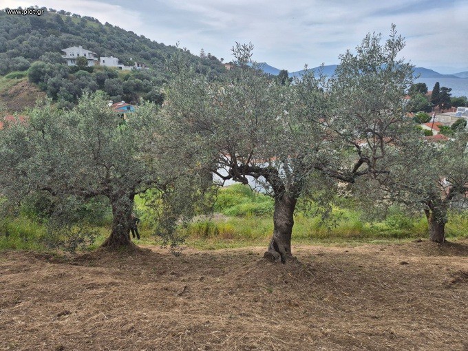 Οικόπεδο 1.861 τ.μ. προς πώληση, Νέος Πύργος Ωρεών