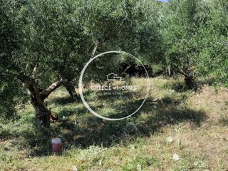 Αγροτεμάχια 5.944 τ.μ. πρός πώληση, Μεσσηνία, Ανδρούσα-thumb-5