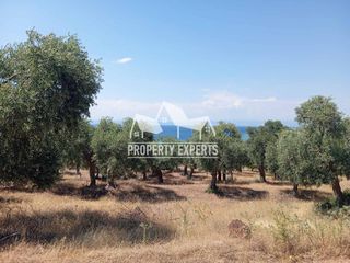 Αγροτεμάχια 20.000 τ.μ. για πώληση