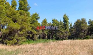 Οικόπεδο 12.000 τ.μ. πρός πώληση, Χαλκιδική, Κασσάνδρα-thumb-2