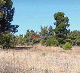 Οικόπεδο 12.000 τ.μ. πρός πώληση, Χαλκιδική, Κασσάνδρα-thumb-1