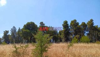 Οικόπεδο 12.000 τ.μ. πρός πώληση, Χαλκιδική, Κασσάνδρα-thumb-3
