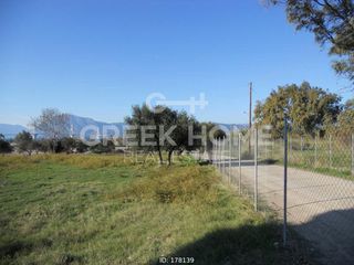 Οικόπεδο 11.500 τ.μ. για πώληση