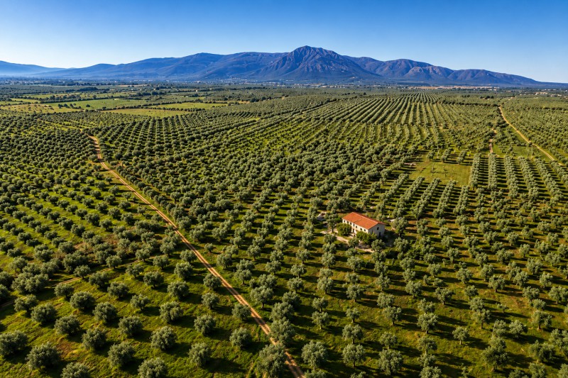 Αγροτεμάχια 47.000 τ.μ. προς πώληση, Κέντρο Φιλιατρών