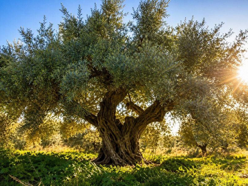 Αγροτεμάχια 47.000 τ.μ. προς πώληση, Κέντρο Φιλιατρών