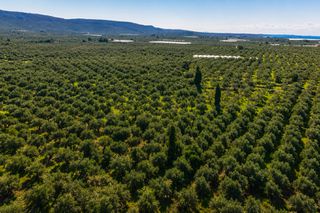 Οικόπεδο 99.000 τ.μ. για πώληση, Μεσσηνία, Φιλιατρά-thumb-4