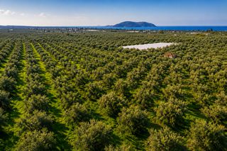 Οικόπεδο 99.000 τ.μ. για πώληση, Μεσσηνία, Φιλιατρά-thumb-8