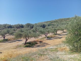 Αγροτεμάχια 5 τ.μ. για πώληση