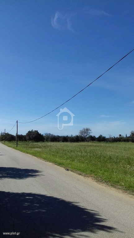 Αγροτεμάχια 11.400 τ.μ. πρός πώληση, Ν. Ηλείας, Αμαλιάδα