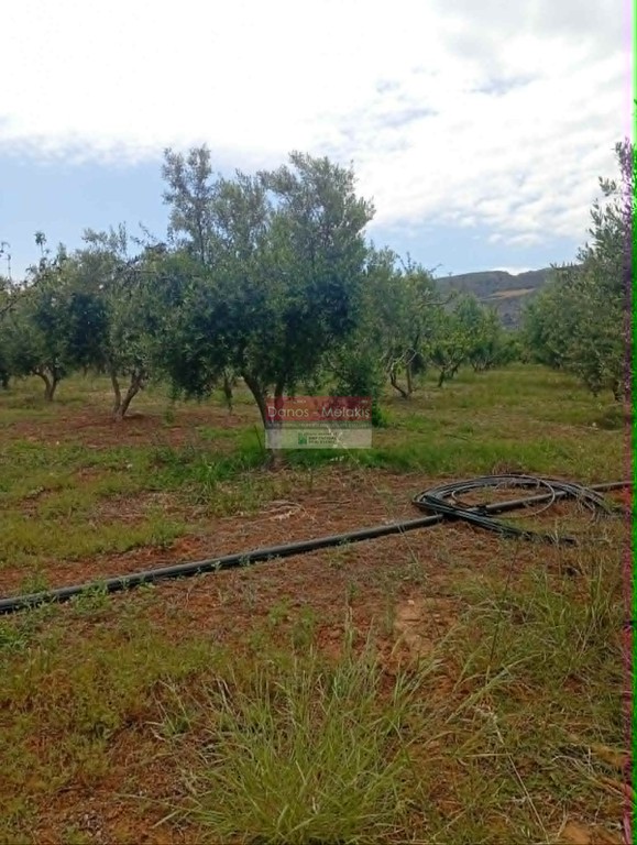Οικόπεδο 11.009 τ.μ. προς πώληση, Μουρνιές Ελ. Βενιζέλου