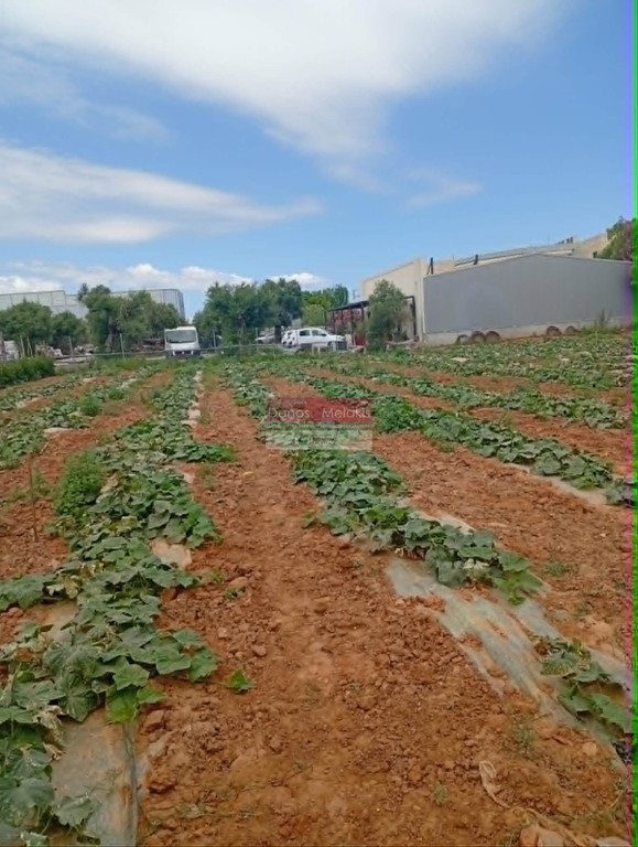 Οικόπεδο 11.009 τ.μ. προς πώληση, Μουρνιές Ελ. Βενιζέλου