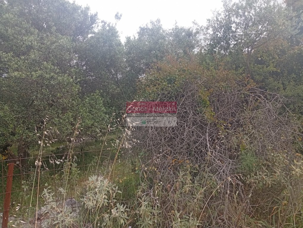 Αγροτεμάχια 6.761 τ.μ. προς πώληση, Αλίκαμπος