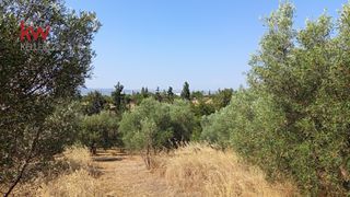 Αγροτεμάχια 4.006 τ.μ. για πώληση