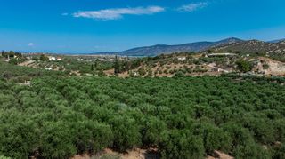 Αγροτεμάχια 11.245 τ.μ. για πώληση, Αργολίδα, Κρανίδι-thumb-14