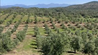 Αγροτεμάχια 76.026 τ.μ. για πώληση, Μεσσηνία, Ιθώμης-thumb-9