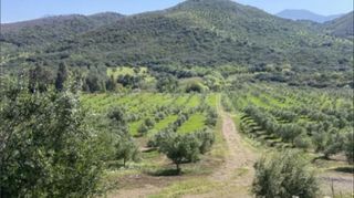 Αγροτεμάχια 76.026 τ.μ. για πώληση, Μεσσηνία, Ιθώμης-thumb-8