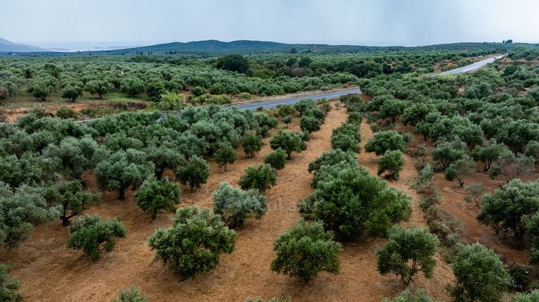 Οικόπεδο 4.090 τ.μ. για πώληση, Μεσσηνία, Χιλιοχώρια